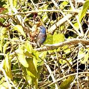 Blue Grosbeak