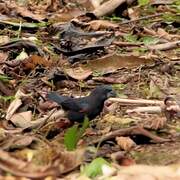 Blue Grosbeak