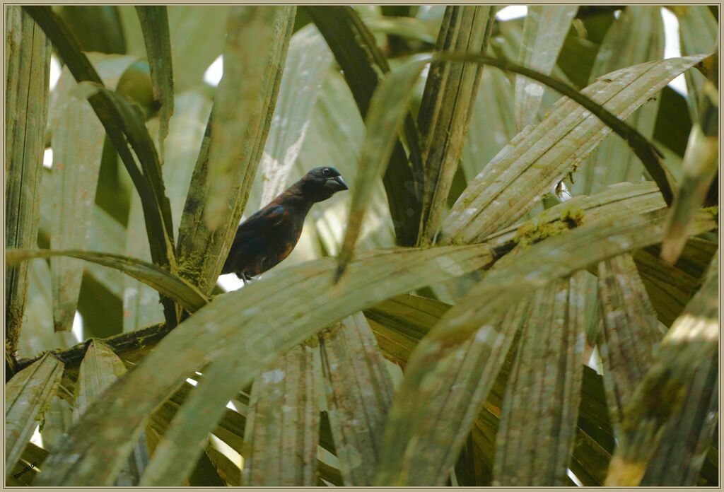 Blue Grosbeak male adult transition