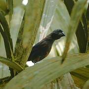 Blue Grosbeak