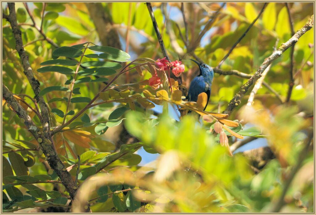 Shining Honeycreeper male adult breeding