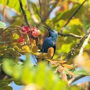 Shining Honeycreeper