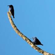 Shining Honeycreeper