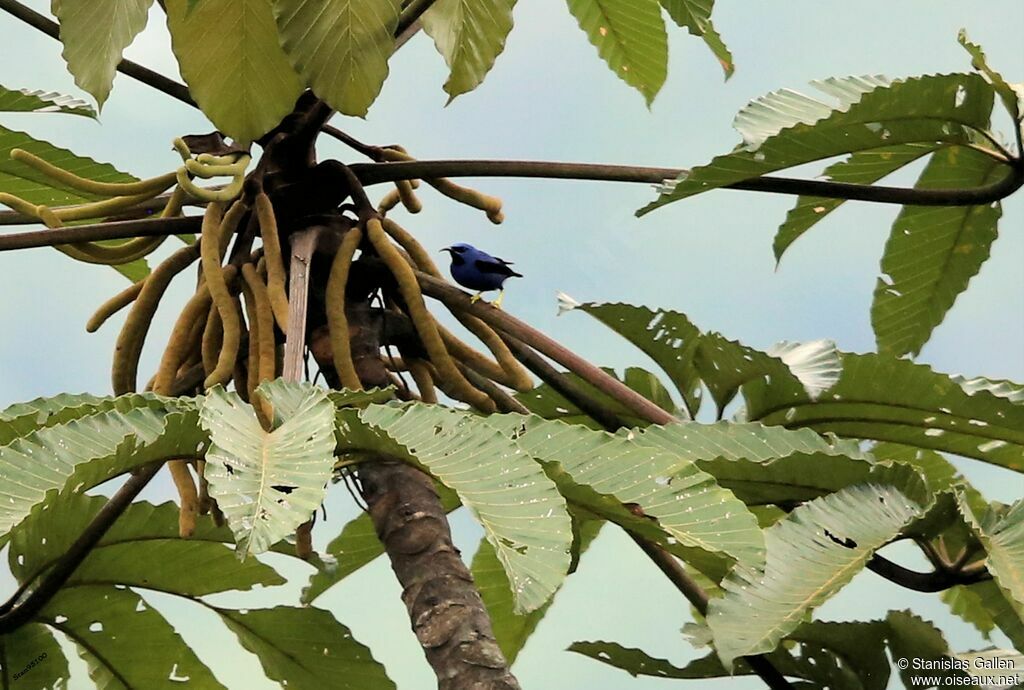 Purple Honeycreeper male adult