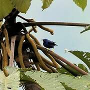 Purple Honeycreeper