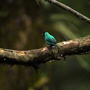 Green Honeycreeper