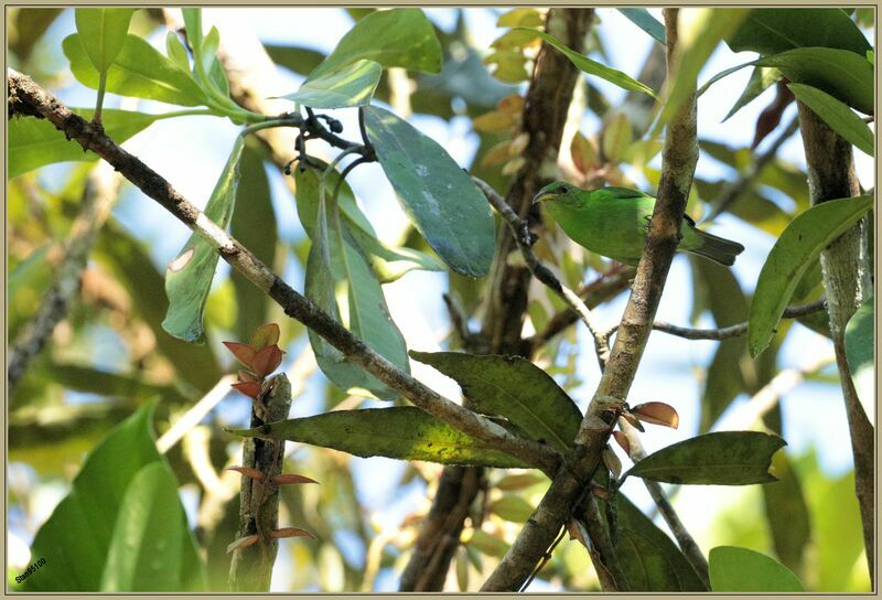 Green Honeycreeper female adult breeding