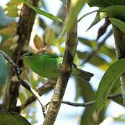 Green Honeycreeper