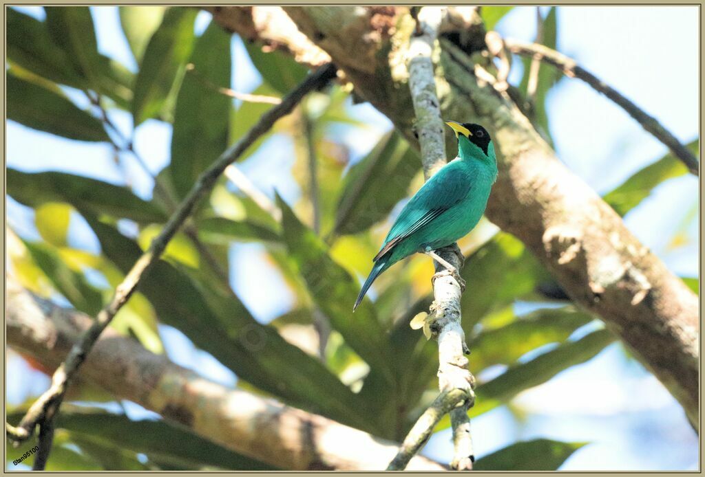 Green Honeycreeper male adult breeding