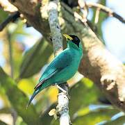 Green Honeycreeper