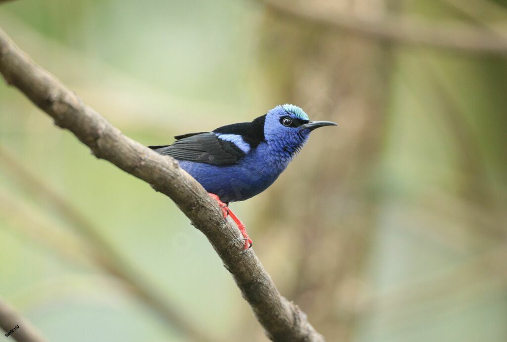 Red-legged Honeycreeper male adult breeding, close-up portrait