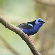 Red-legged Honeycreeper