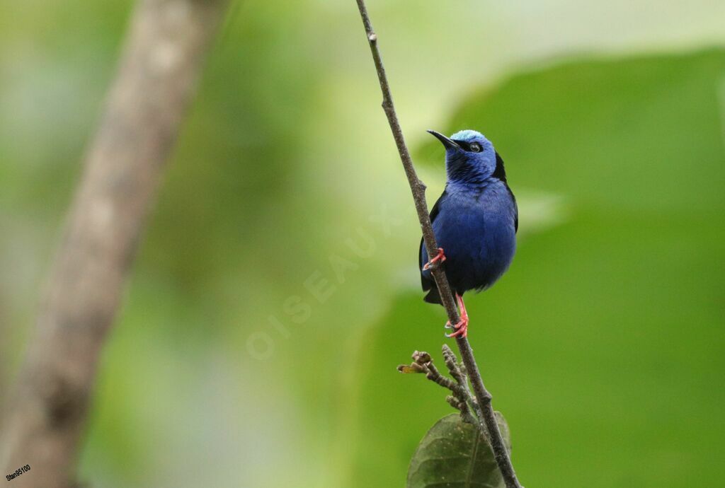 Red-legged Honeycreeper male adult breeding