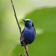 Red-legged Honeycreeper