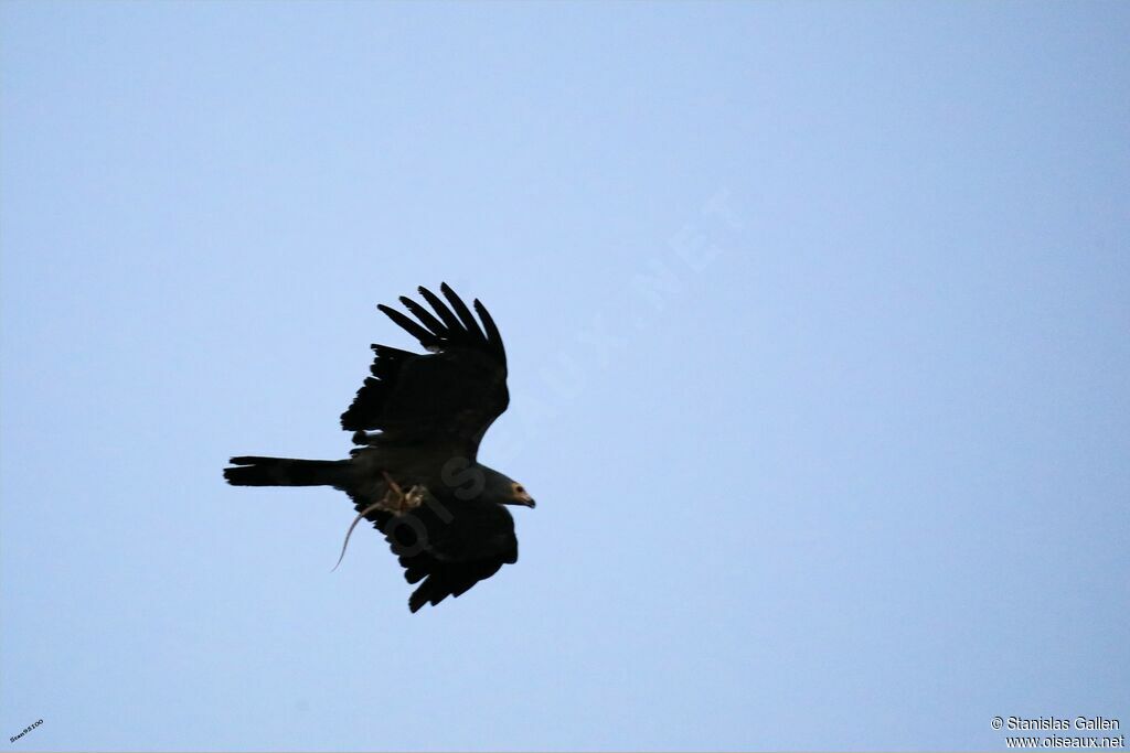 African Harrier-Hawkadult, Flight, fishing/hunting