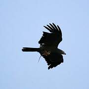 African Harrier-Hawk