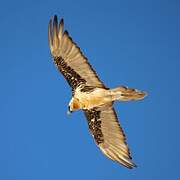 Bearded Vulture