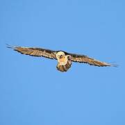 Bearded Vulture