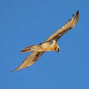 Bearded Vulture