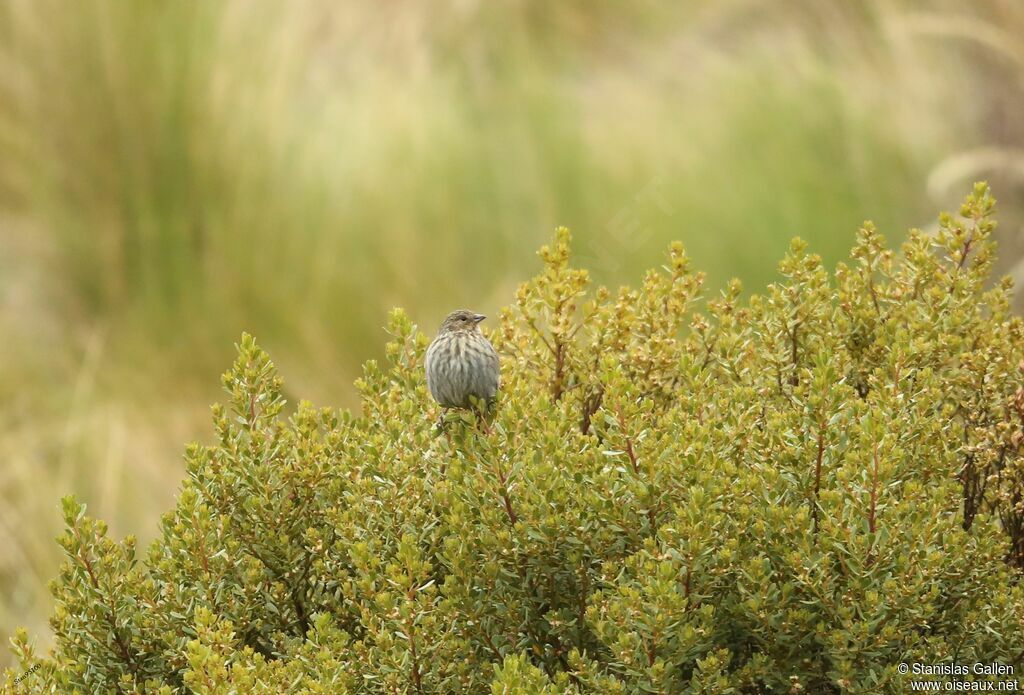 Haplospize gris-de-plomb
