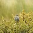 Haplospize gris-de-plomb