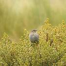 Haplospize gris-de-plomb