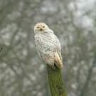 Harfang des neiges