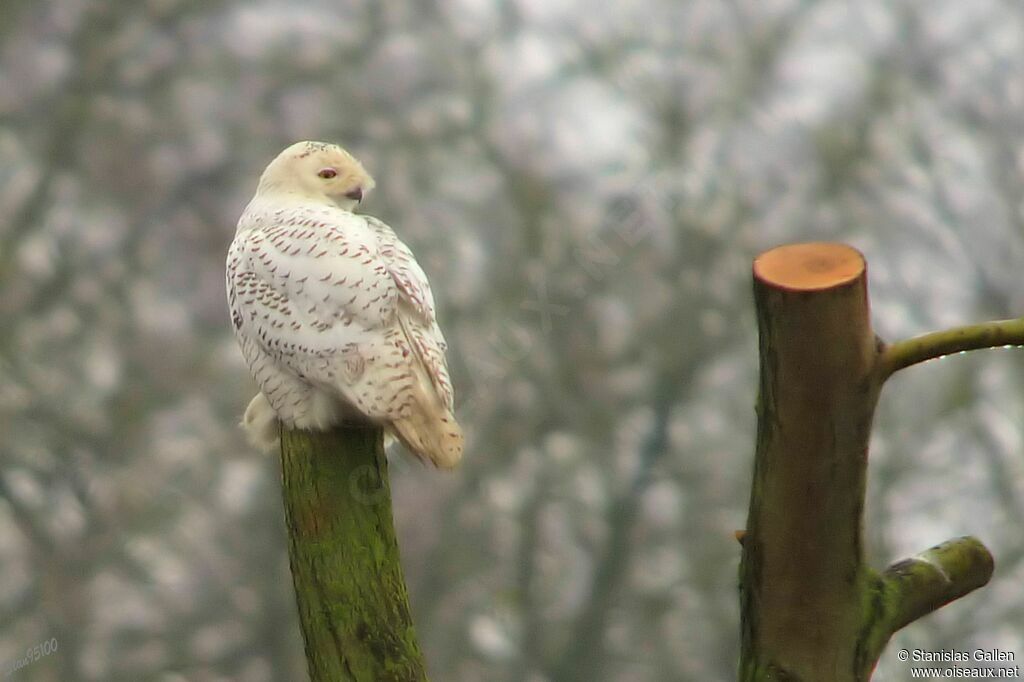 Harfang des neiges femelle adulte