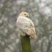 Snowy Owl