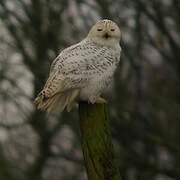 Snowy Owl