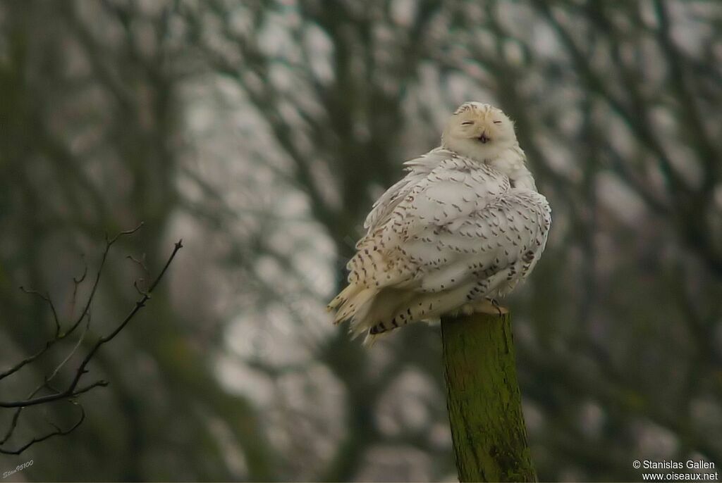 Snowy Owl female adult