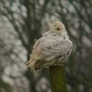 Harfang des neiges