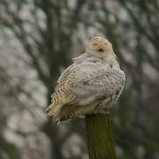 Snowy Owl