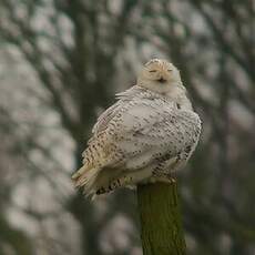 Harfang des neiges