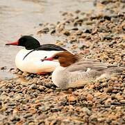 Common Merganser