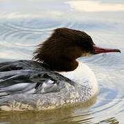 Common Merganser