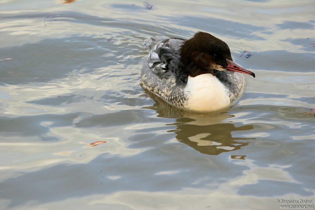 Common Merganser female adult breeding, swimming