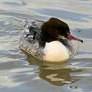 Common Merganser