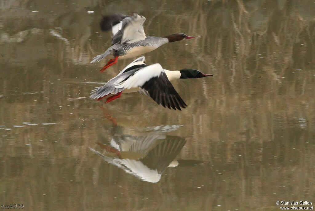 Common Merganseradult breeding, Flight