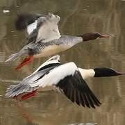 Common Merganser