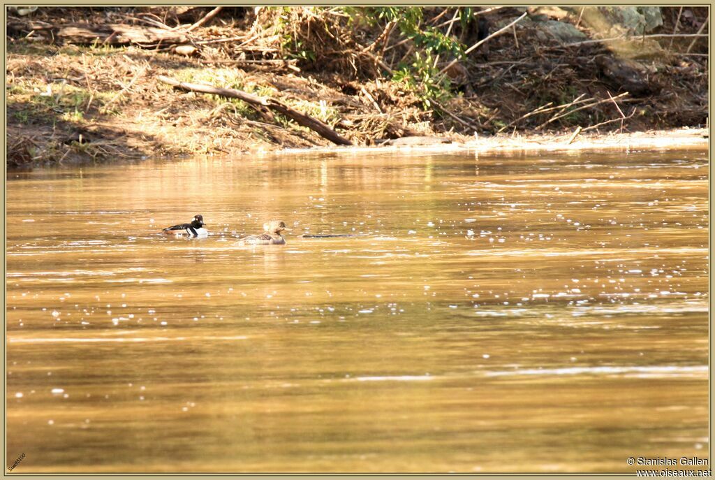 Hooded Merganseradult breeding