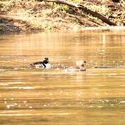 Hooded Merganser