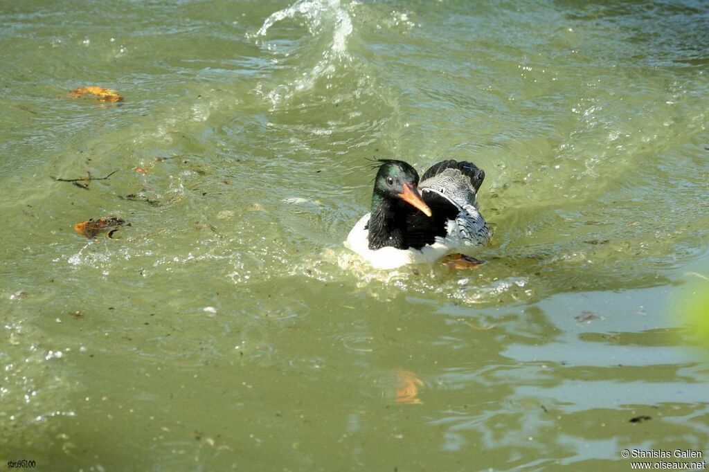 Scaly-sided Merganser male adult