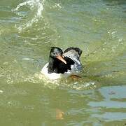 Scaly-sided Merganser