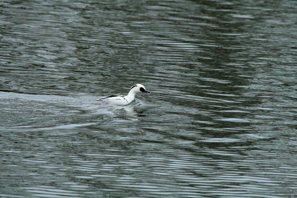 Smew male adult breeding