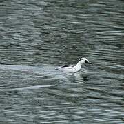 Smew