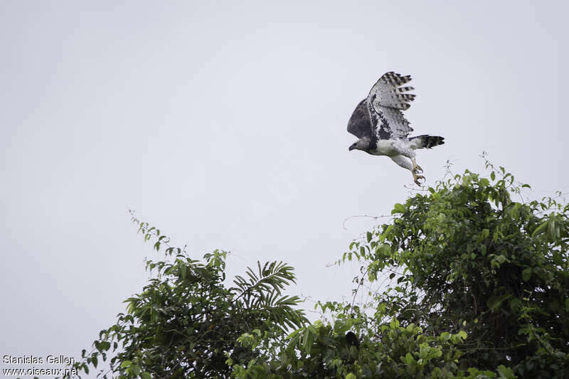 Harpy Eagleadult, habitat, Flight