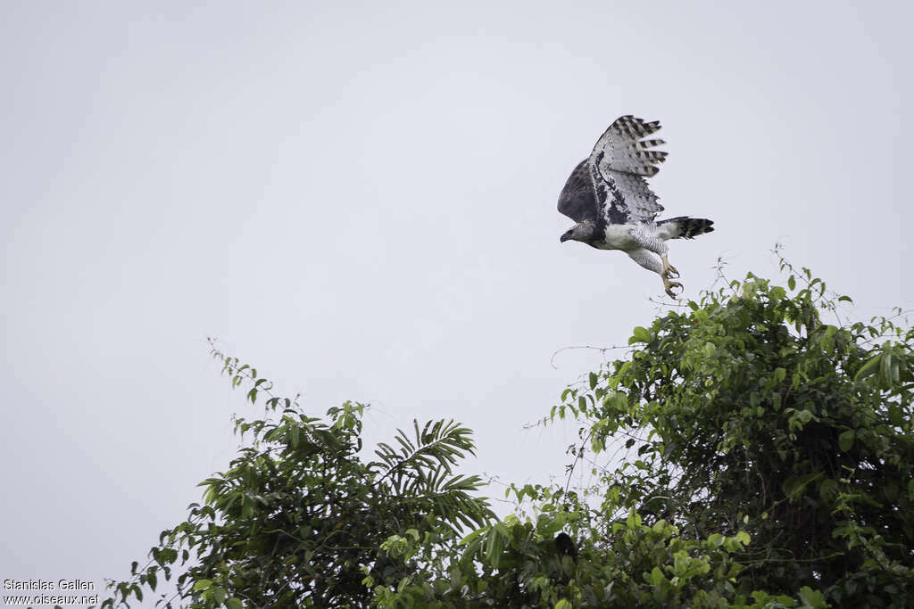 Harpie féroceadulte, habitat, Vol