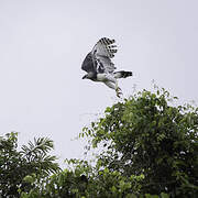 Harpy Eagle