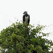 Harpy Eagle